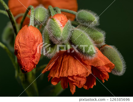 Vibrant Orange Poppy Blooms and Fuzzy Buds on Dark Green Vibrant Orange Poppy Blooms and Fuzzy Buds on Dark Green 126385696