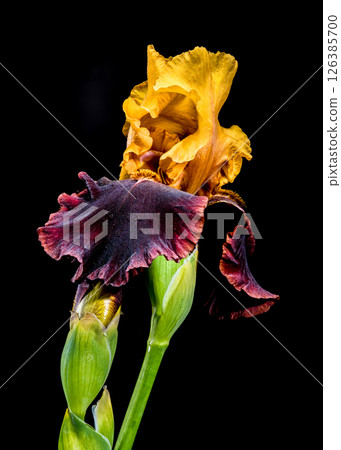 Striking Yellow and Burgundy Bearded Iris on Black Striking Yellow and Burgundy Bearded Iris on Black 126385700