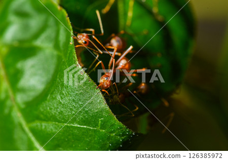 Red Weaver Ants Binding Green Leaves to Build a Nest in Forest Macro Photography Red Weaver Ants Binding Green Leaves to Build a Nest in Forest Macro Photography 126385972