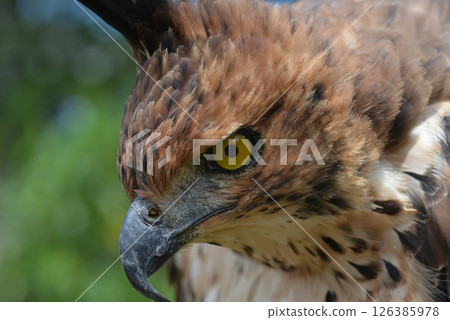 Changeable Hawk-Eagle Changeable Hawk-Eagle 126385978