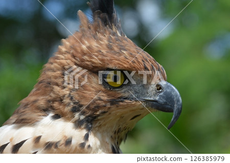 Changeable Hawk-Eagle 126385979