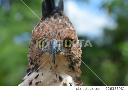 Changeable Hawk-Eagle 126385981