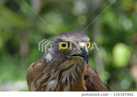 Crested Goshawk 126385982