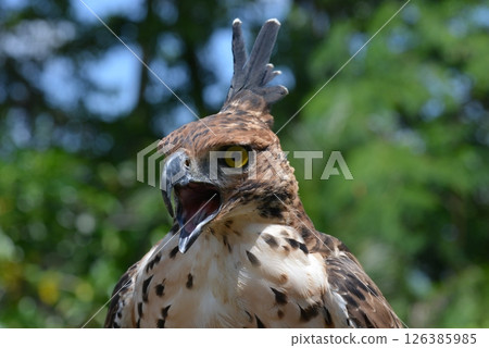 Changeable Hawk-Eagle Changeable Hawk-Eagle 126385985