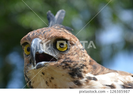 Changeable Hawk-Eagle 126385987