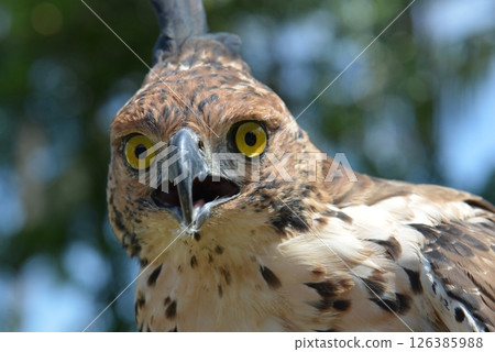 Changeable Hawk-Eagle 126385988