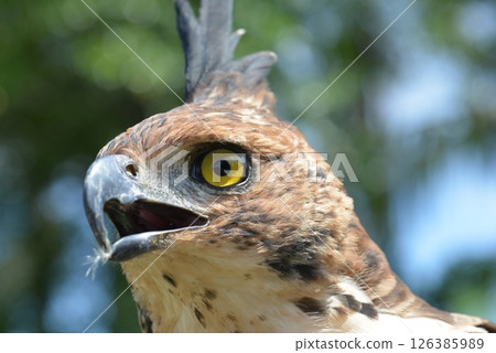 Changeable Hawk-Eagle 126385989