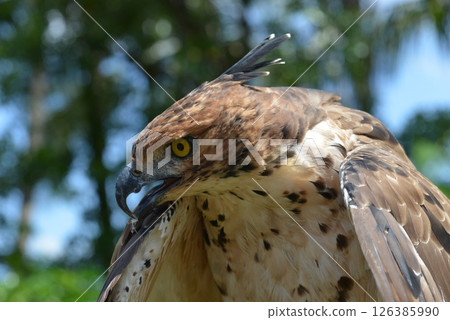 Changeable Hawk-Eagle Changeable Hawk-Eagle 126385990