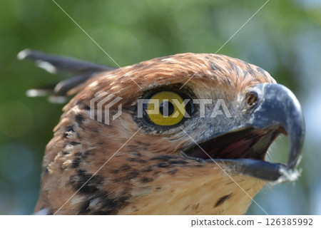 Changeable Hawk-Eagle 126385992