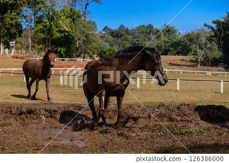 Brown Horse Covered in Mud Standing in Puddle on Farm Field Brown Horse Covered in Mud Standing in Puddle on Farm Field 126386000
