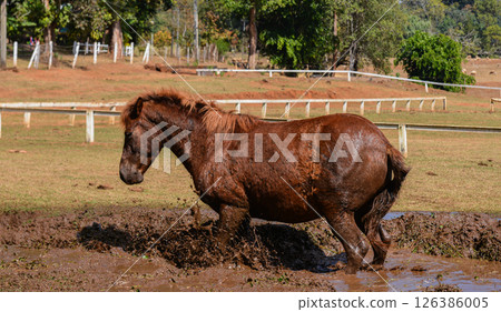 Brown Horse Covered in Mud Standing in Puddle on Farm Field 126386005