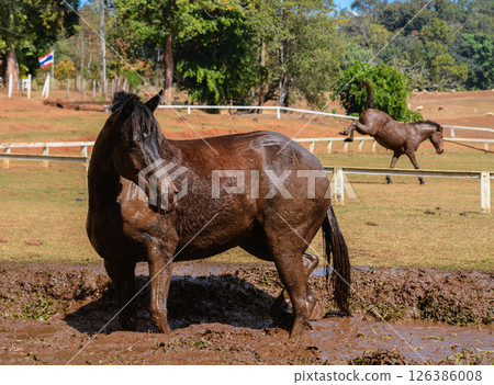 Brown Horse Covered in Mud Standing in Puddle on Farm Field Brown Horse Covered in Mud Standing in Puddle on Farm Field 126386008