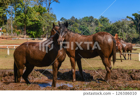 Brown Horse Covered in Mud Standing in Puddle on Farm Field 126386010