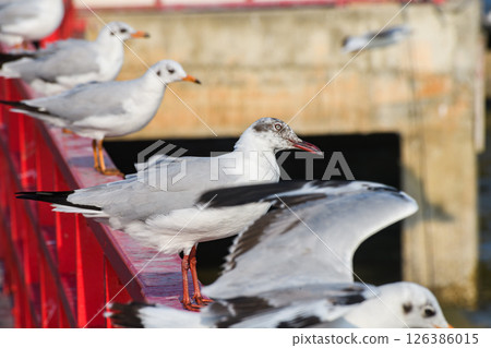 Brown-headed Gull Standing on Railing by the Sea with Blue Sky Background Brown-headed Gull Standing on Railing by the Sea with Blue Sky Background 126386015