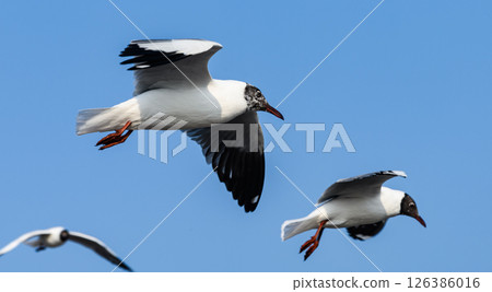 Brown-headed Gulls in Flight Against Clear Blue Sky Over the Sea Brown-headed Gulls in Flight Against Clear Blue Sky Over the Sea 126386016
