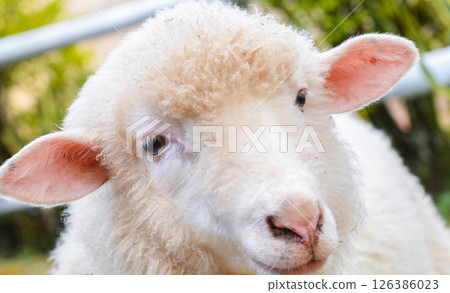 Close-Up of White Woolly Sheep Showing Face and Curly Fleece Texture 126386023