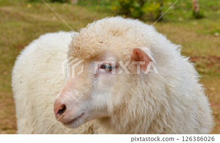 Close-Up of White Woolly Sheep Showing Face and Curly Fleece Texture 126386026