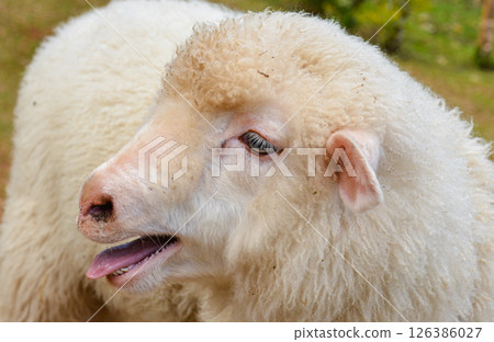 Close-Up of White Woolly Sheep Showing Face and Curly Fleece Texture Close-Up of White Woolly Sheep Showing Face and Curly Fleece Texture 126386027