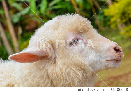 Close-Up of White Woolly Sheep Showing Face and Curly Fleece Texture Close-Up of White Woolly Sheep Showing Face and Curly Fleece Texture 126386028