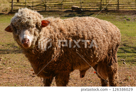 Thick-Wool Ram Standing on Grass Pasture in Natural Sunlight 126386029