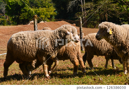 Group of Woolly Sheep Grazing on Dry Straw Under Tree in Farm Setting 126386030