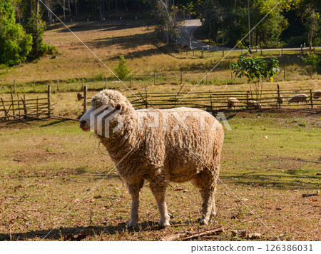 Thick-Wool Ram Standing on Grass Pasture in Natural Sunlight 126386031