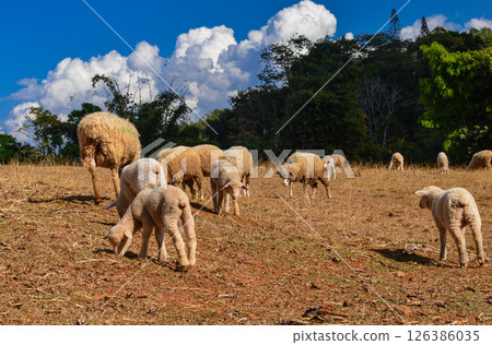Group of Woolly Sheep Grazing on Dry Straw Under Tree in Farm Setting 126386035