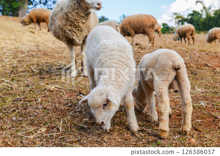 Young Lamb Walking on Dry Pasture with Other Sheep in Background 126386037