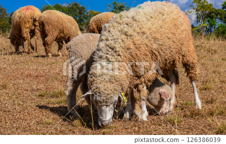 Group of Woolly Sheep Grazing on Dry Straw Under Tree in Farm Setting 126386039