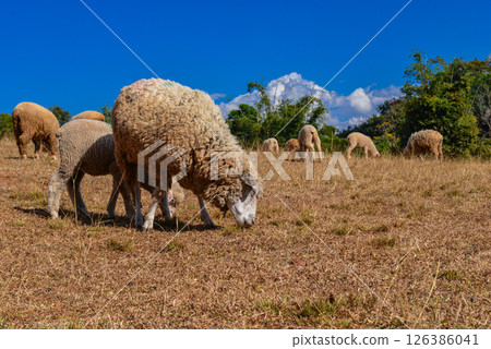 Group of Woolly Sheep Grazing on Dry Straw Under Tree in Farm Setting 126386041