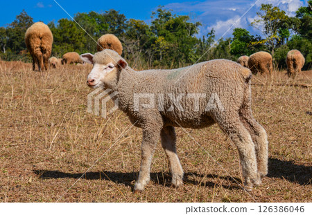 Young Lamb Walking on Dry Pasture with Other Sheep in Background 126386046