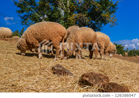 Group of Woolly Sheep Grazing on Dry Straw Under Tree in Farm Setting 126386047