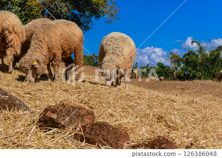 Thick-Wool Ram Standing on Grass Pasture in Natural Sunlight 126386048