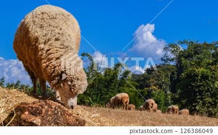 Thick-Wool Ram Standing on Grass Pasture in Natural Sunlight 126386049