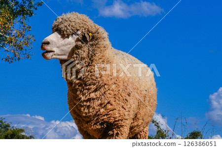 Thick-Wool Ram Standing on Grass Pasture in Natural Sunlight 126386051