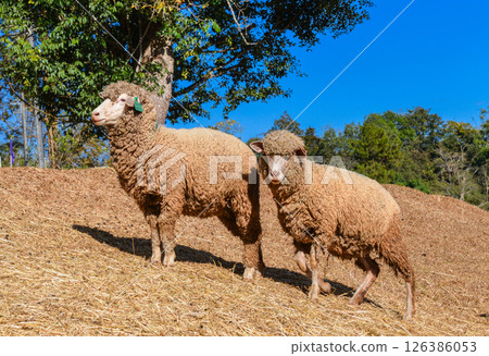 Group of Woolly Sheep Grazing on Dry Straw Under Tree in Farm Setting 126386053
