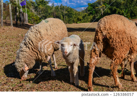 Group of Woolly Sheep Grazing on Dry Straw Under Tree in Farm Setting 126386057