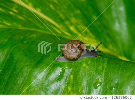 Small snail crawling on wet corn leaf in natural light Small snail crawling on wet corn leaf in natural light 126386062
