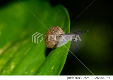 Small snail crawling on wet corn leaf in natural light Small snail crawling on wet corn leaf in natural light 126386064