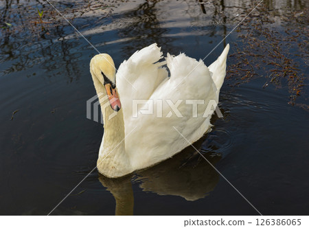 White swan gliding on peaceful water in natural setting 126386065