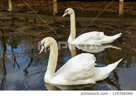 White swans swimming together in calm pond 126386066