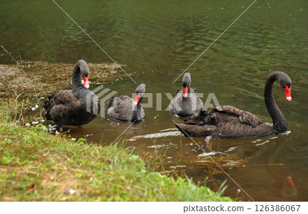Black swans swimming together in calm pond 126386067