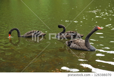 Black swans swimming together in calm pond 126386070