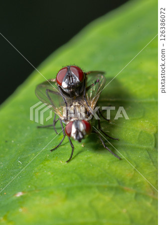 Green bottle fly resting on green leaf in natural light 126386072