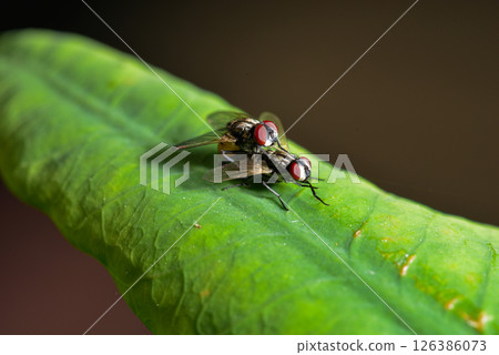 Green bottle fly resting on green leaf in natural light 126386073