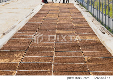 Rice cultivation pool seedling sowing, seedling boxes arranged 126386163