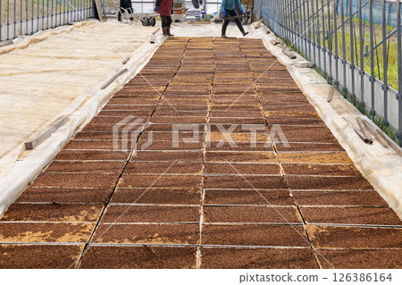 Rice cultivation pool seedling sowing, seedling boxes arranged 126386164