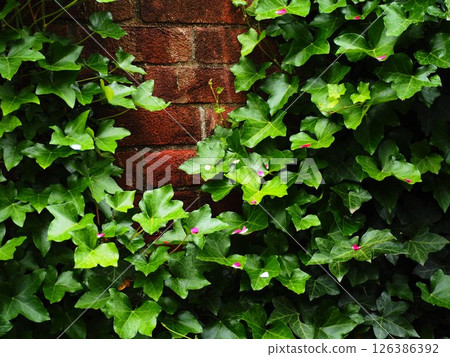 Brick wall and Ivy 126386392