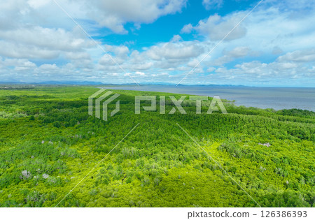Aerial view green mangrove forest. Natural carbon sinks. Mangroves trees capture CO2. Blue carbon ecosystems. Mangroves absorb carbon dioxide emissions and mitigating global warming. Green ecosystem. 126386393