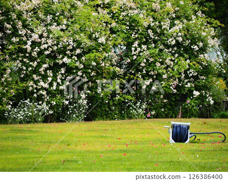 玫瑰盛開的草坪區 126386400